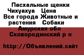 Пасхальные щенки Чихуахуа › Цена ­ 400 - Все города Животные и растения » Собаки   . Амурская обл.,Сковородинский р-н